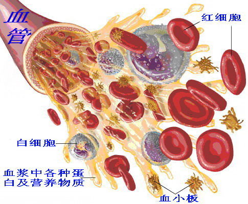 红细胞白细胞结构简图图片