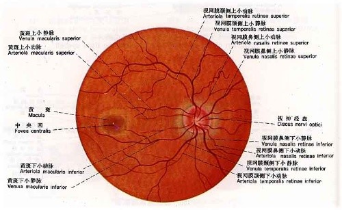 眼底动脉硬化